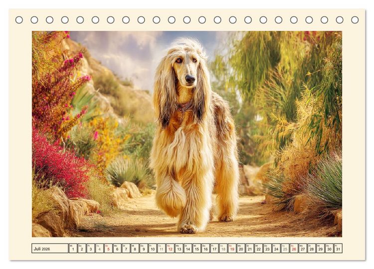 Produktbild: Afghanischer Windhund. Eleganter Sichtj&auml;ger und sensibler Couch-Potatoe (Tischkalender 2026 DIN A5 quer), CALVENDO Monatskalender