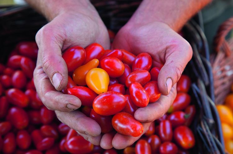 Produktbild: Bio-Gem&uuml;se-Ratgeber