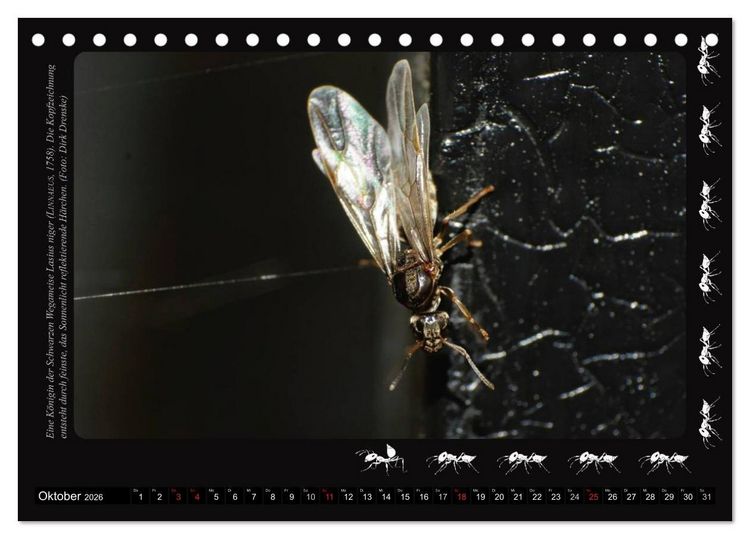 Produktbild: AntsNature - Faszination Ameisen (Tischkalender 2026 DIN A5 quer), CALVENDO Monatskalender