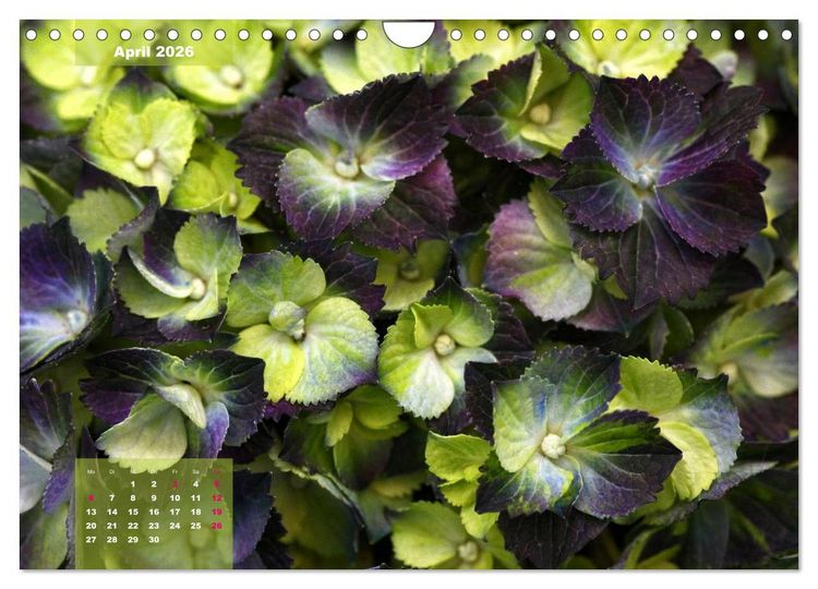 Produktbild: Himmlische Hortensien (Wandkalender 2026 DIN A4 quer), CALVENDO Monatskalender