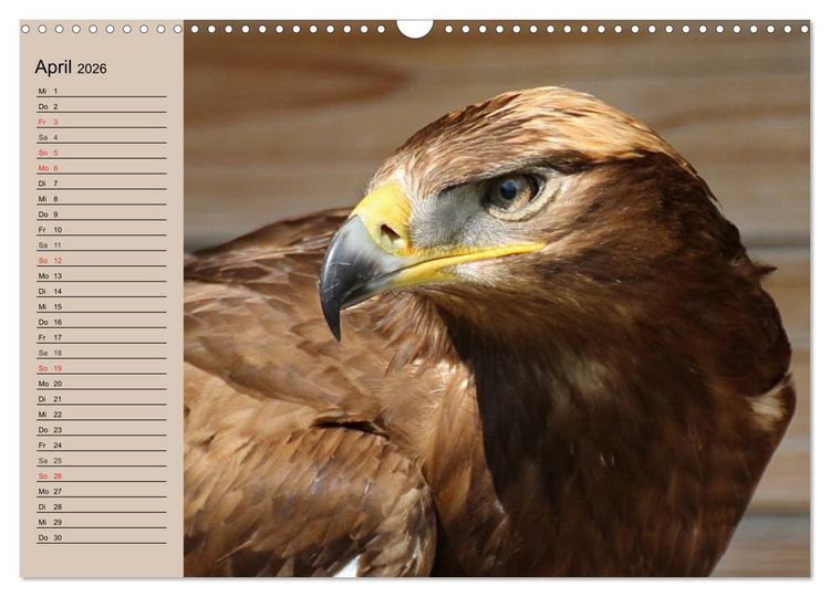 Produktbild: Der Steinadler. Majest&auml;tischer Greifvogel (Wandkalender 2026 DIN A3 quer), CALVENDO Monatskalender