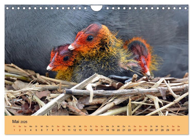 Produktbild: Die lieben Kleinen ... Tierkinder einfach zum Knuddeln (Wandkalender 2026 DIN A4 quer), CALVENDO Monatskalender