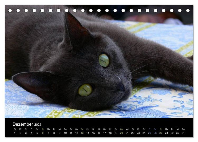 Produktbild: Katzensprung (Tischkalender 2026 DIN A5 quer), CALVENDO Monatskalender