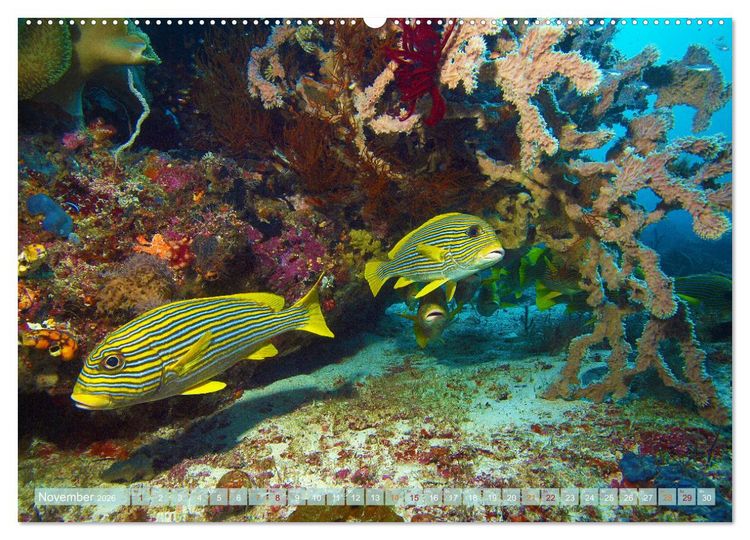 Produktbild: Raja Ampat - Impressionen (Wandkalender 2026 DIN A2 quer), CALVENDO Monatskalender