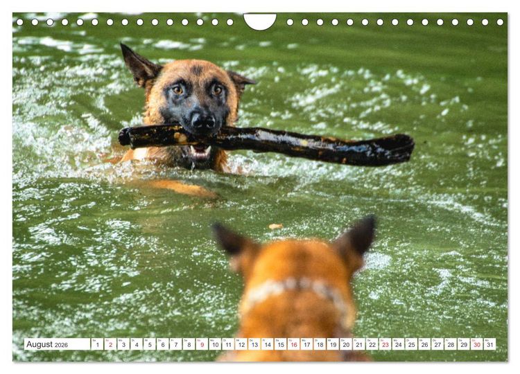 Produktbild: Malinois - belgischer Sch&auml;ferhund (Wandkalender 2026 DIN A4 quer), CALVENDO Monatskalender