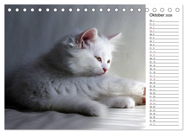 Produktbild: Aus der Kinderstube der Perserkatze (Tischkalender 2026 DIN A5 quer), CALVENDO Monatskalender