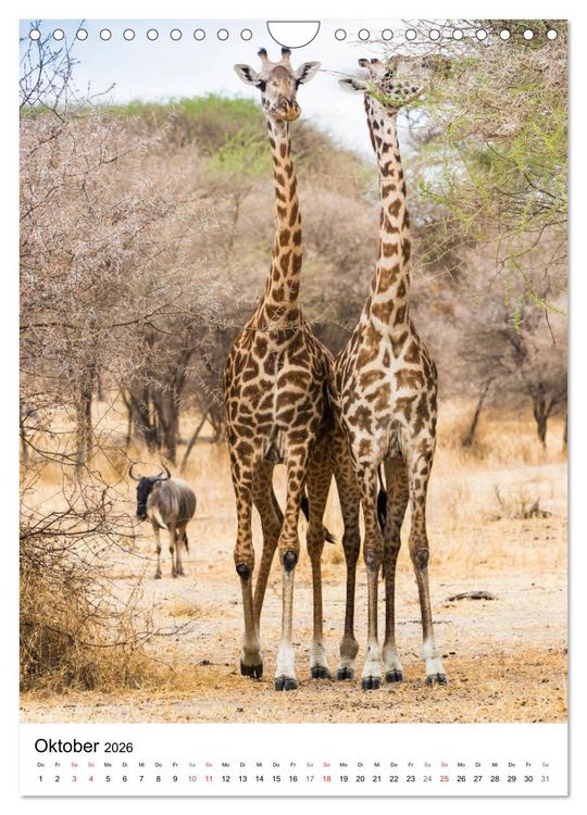 Produktbild: Serengeti Pur - Tansania (Wandkalender 2026 DIN A4 hoch), CALVENDO Monatskalender