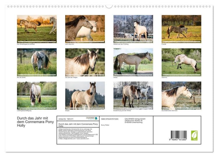 Produktbild: Durch das Jahr mit dem Connemara Pony Holly (hochwertiger Premium Wandkalender 2026 DIN A2 quer), Kunstdruck in Hochglanz