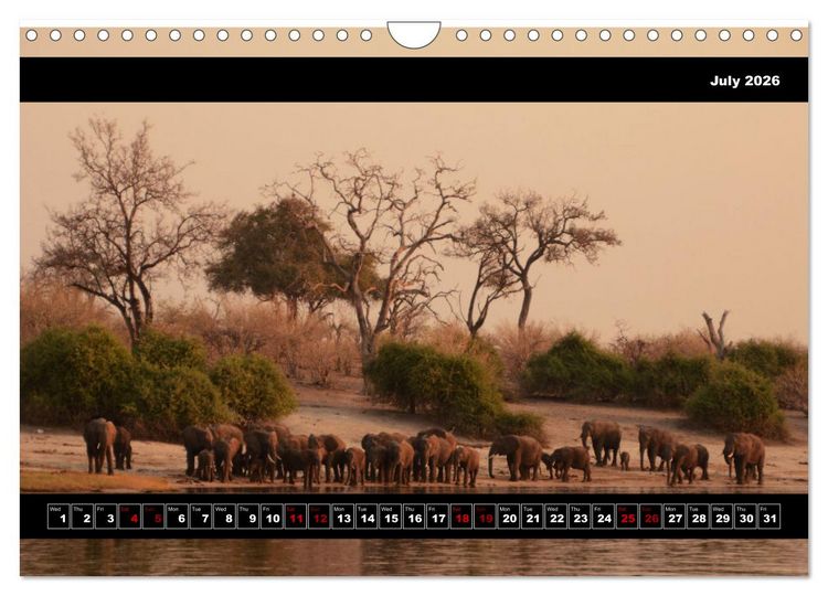 Produktbild: Elephants of Botswana (Wall Calendar 2026 DIN A4 landscape), CALVENDO 12 Month Wall Calendar