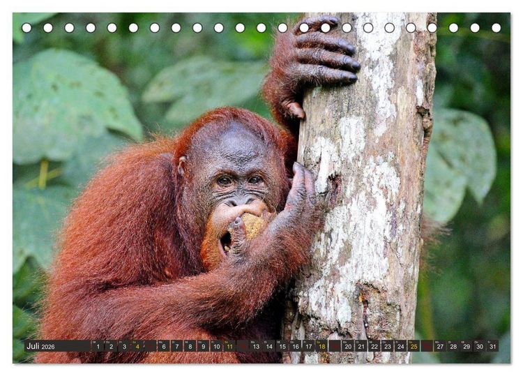 Produktbild: Waldmenschen - Orang Utans auf Borneo (Tischkalender 2026 DIN A5 quer), CALVENDO Monatskalender