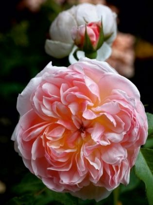 Produktbild: CALVENDO Puzzle Englische Rose, Apricot | 1000 Teile Lege-Gr&ouml;&szlig;e 64x48cm Foto-Puzzle f&uuml;r gl&uuml;ckliche Stunden