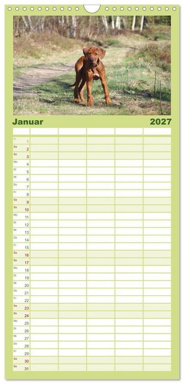 Produktbild: Familienplaner 2027 - Rhodesian Ridgeback - Jung, wild, zuckers&uuml;&szlig; mit 5 Spalten (Wandkalender, 21 x 45 cm) CALVENDO