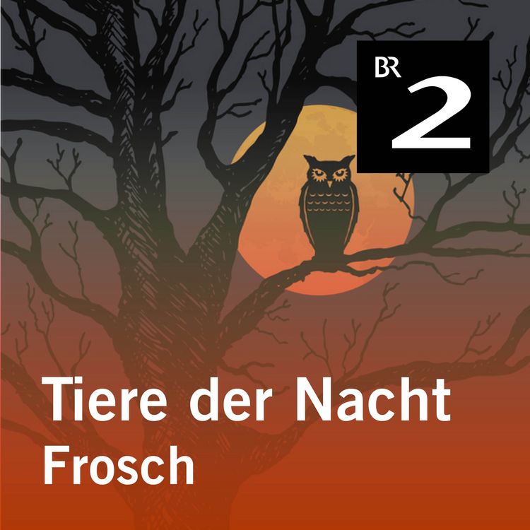 Produktbild: Tiere der Nacht: Frosch