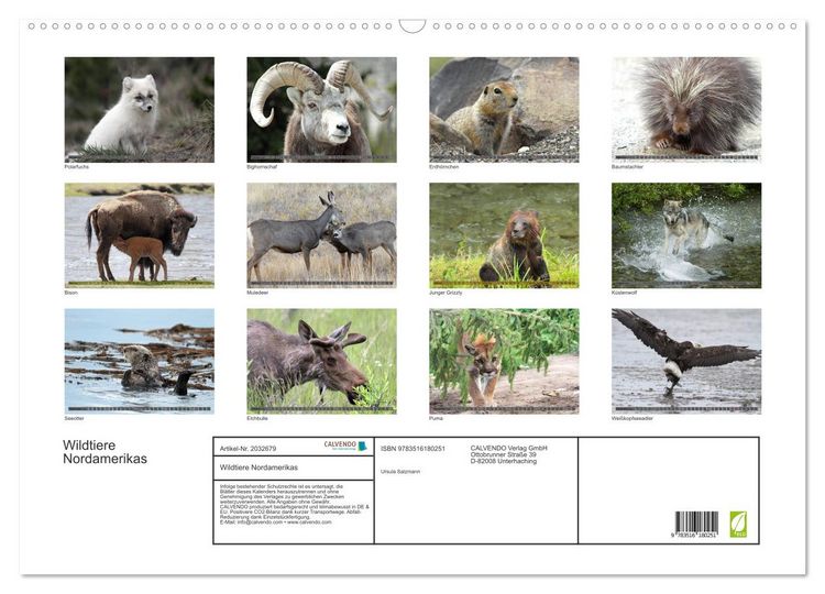 Produktbild: Wildtiere Nordamerikas (Wandkalender 2026 DIN A2 quer), CALVENDO Monatskalender