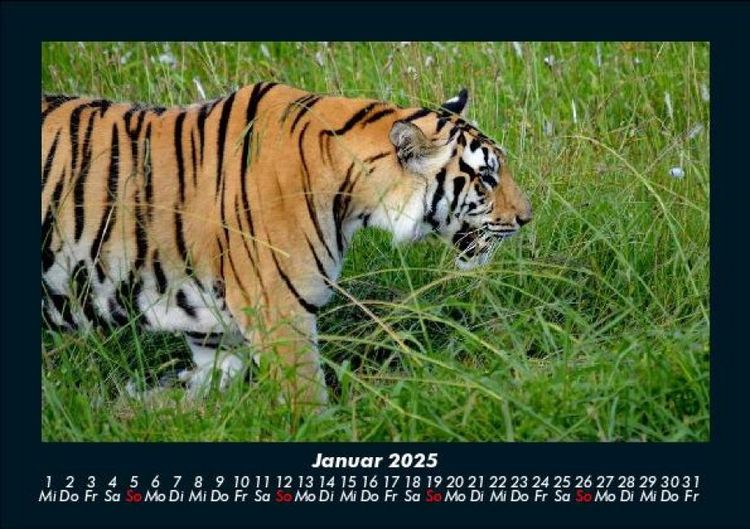 Produktbild: Welt der Tiere 2025 Fotokalender DIN A5