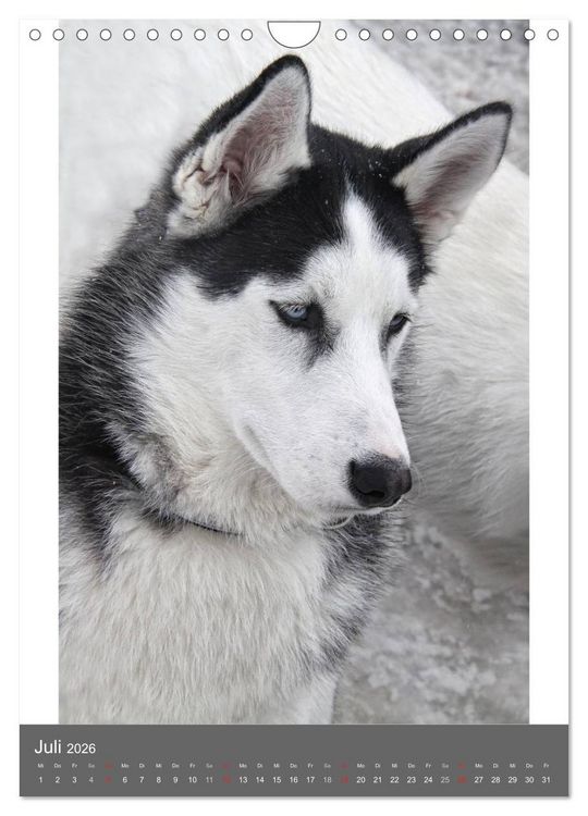 Produktbild: Huskies - Portraits im Schnee (Wandkalender 2026 DIN A4 hoch), CALVENDO Monatskalender