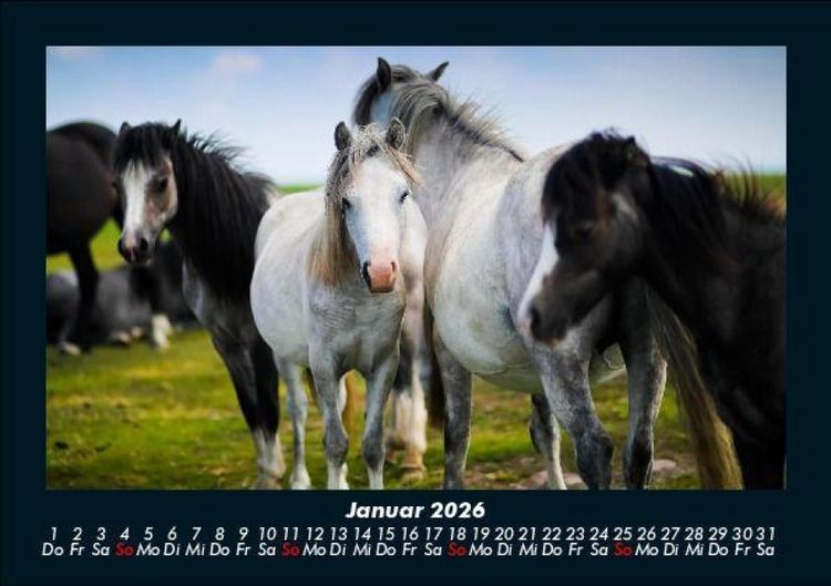 Produktbild: Die Welt der Pferde 2026 Fotokalender DIN A5