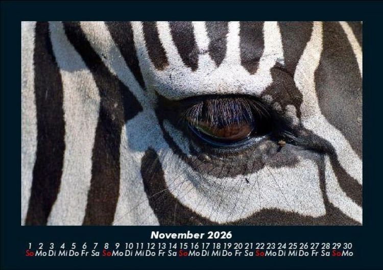 Produktbild: Zebrazauber 2026 Fotokalender DIN A5