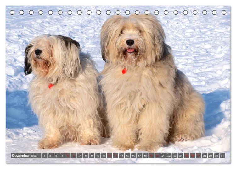 Produktbild: Tibet-Terrier - Eine Hunderasse mit Charakter (Tischkalender 2026 DIN A5 quer), CALVENDO Monatskalender
