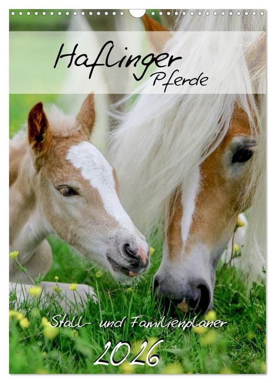 Produktbild: Haflinger Pferde - Stall- und Familienplaner 2026 (Wandkalender 2026 DIN A3 hoch), CALVENDO Monatskalender