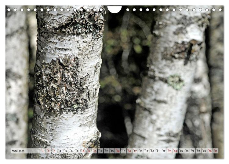 Produktbild: Au c&oelig;ur de la for&ecirc;t (Calendrier mural 2026 DIN A4 vertical), CALVENDO calendrier mensuel
