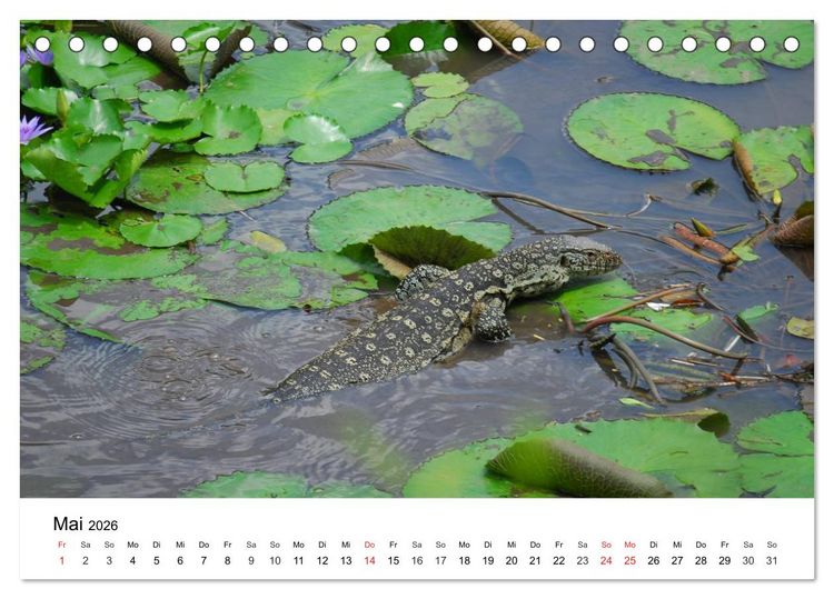 Produktbild: Faszination - Echsen (Tischkalender 2026 DIN A5 quer), CALVENDO Monatskalender
