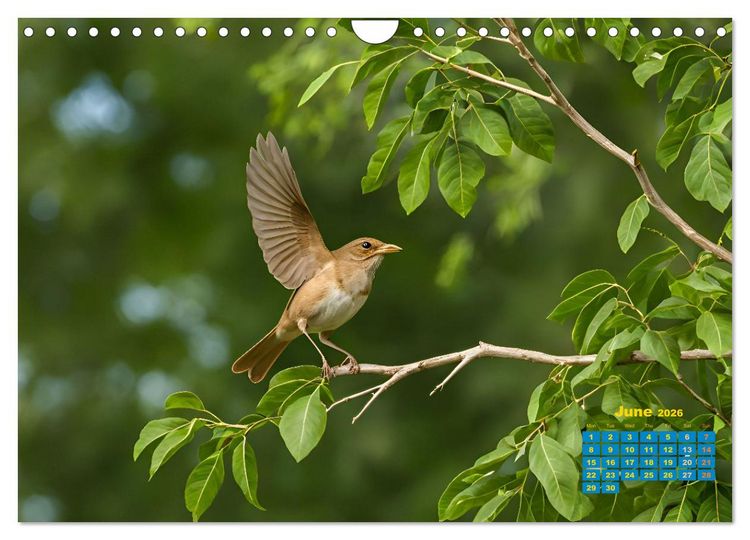 Produktbild: Singers from our regions - Our intimate nature (Wall Calendar 2026 DIN A4 landscape), CALVENDO 12 Month Wall Calendar