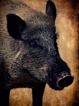 Produktbild: CALVENDO Puzzle Wildschwein | 1000 Teile Lege-Gr&ouml;&szlig;e 64x48cm Foto-Puzzle f&uuml;r gl&uuml;ckliche Stunden