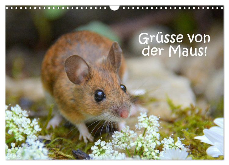 Produktbild: Gr&uuml;sse von der Maus! (Wandkalender 2026 DIN A3 quer), CALVENDO Monatskalender