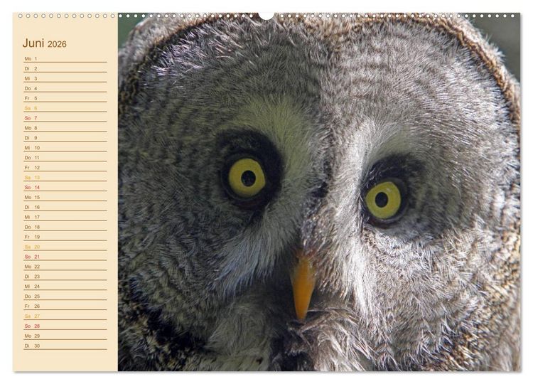 Produktbild: Eulen (Wandkalender 2026 DIN A2 quer), CALVENDO Monatskalender