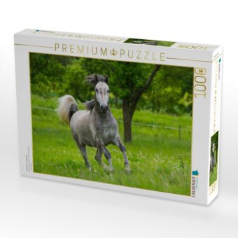 Produktbild: CALVENDO Puzzle Lipizzaner Junghengst | 1000 Teile Lege-Gr&ouml;&szlig;e 64x48cm Foto-Puzzle f&uuml;r gl&uuml;ckliche Stunden