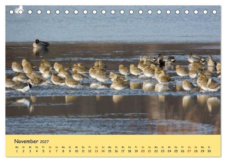 Produktbild: Faszination Zugv&ouml;gel - Rekorde in der Vogelwelt (Tischkalender 2027 DIN A5 quer), CALVENDO Monatskalender