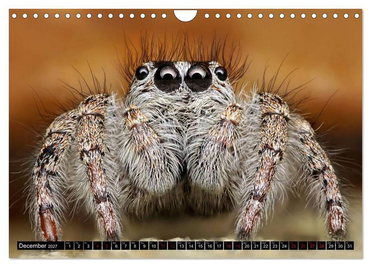 Produktbild: Jumping Spiders (Wall Calendar 2027 DIN A4 landscape), CALVENDO 12 Month Wall Calendar