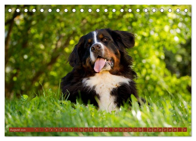 Produktbild: Faszination Hund (Tischkalender 2026 DIN A5 quer), CALVENDO Monatskalender