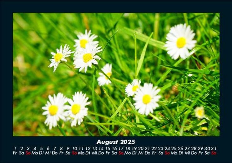 Produktbild: Blumentr&auml;ume 2025 Fotokalender DIN A5