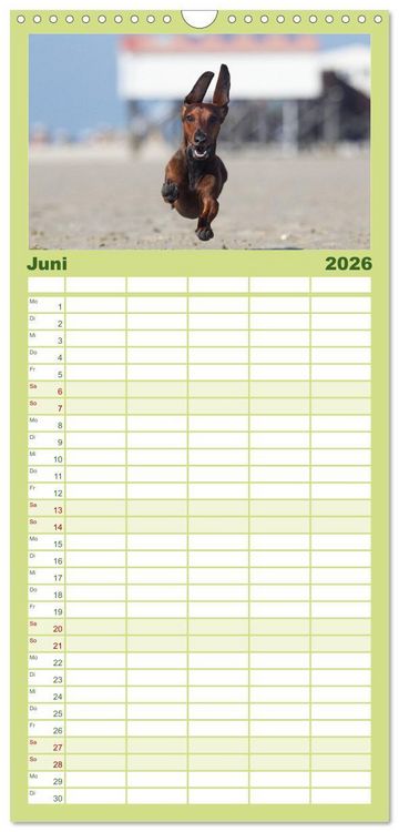 Produktbild: Familienplaner 2026 - DACKEL... wissen was sie wollen... (und was nicht...) mit 5 Spalten (Wandkalender, 21 x 45 cm) CALVENDO