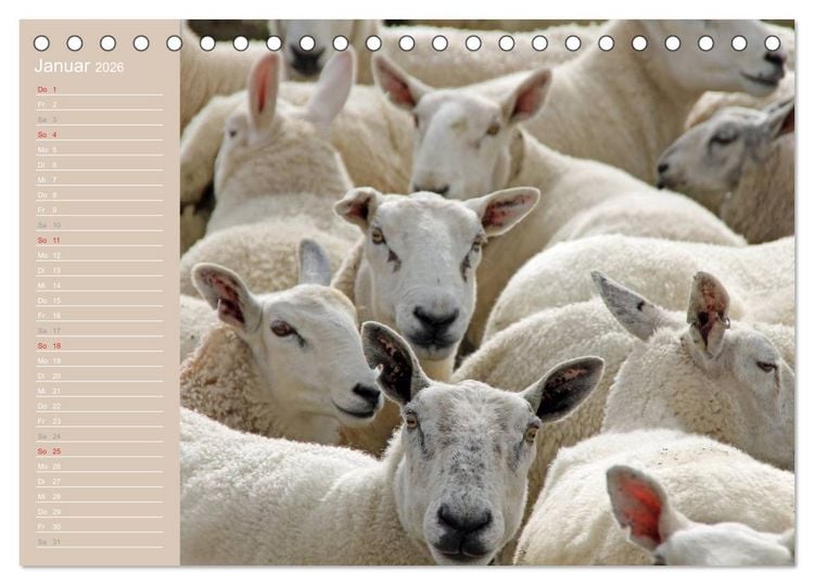 Produktbild: Schafe / Geburtstagskalender (Tischkalender 2026 DIN A5 quer), CALVENDO Monatskalender