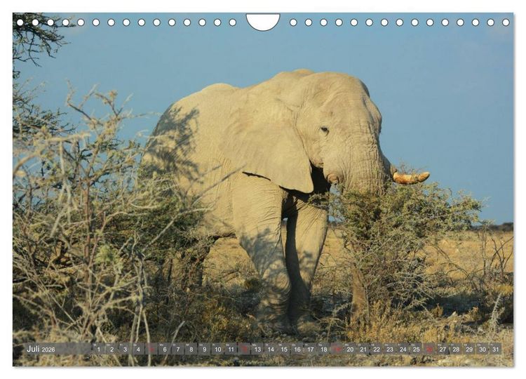 Produktbild: ELEFANTEN IN UNBER&Uuml;HRTER NATUR (Wandkalender 2026 DIN A4 quer), CALVENDO Monatskalender