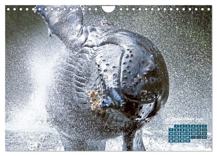 Produktbild: Buckelwale: Aus den blauen Tiefen der Ozeane (Wandkalender 2026 DIN A4 quer), CALVENDO Monatskalender