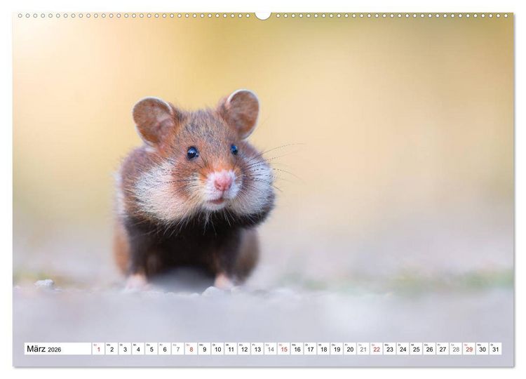 Produktbild: Herzige Feldhamster - farbenfrohe Nagetiere im st&auml;dtischen Lebensraum (hochwertiger Premium Wandkalender 2026 DIN A2 quer), Kunstdruck in Hochglanz