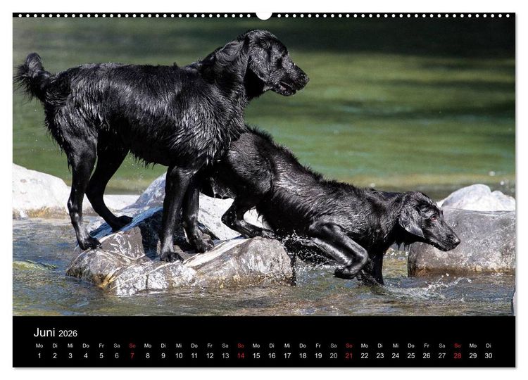 Produktbild: Flatcoated Retriever (Wandkalender 2026 DIN A2 quer), CALVENDO Monatskalender