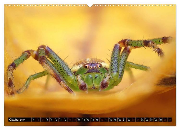 Produktbild: Faszination Makrofotografie: Spinnen (Wandkalender 2027 DIN A2 quer), CALVENDO Monatskalender