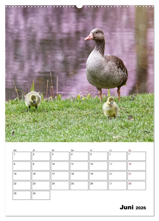Produktbild: G&auml;nse, geliebte Wasserv&ouml;gel (Wandkalender 2026 DIN A2 hoch), CALVENDO Monatskalender