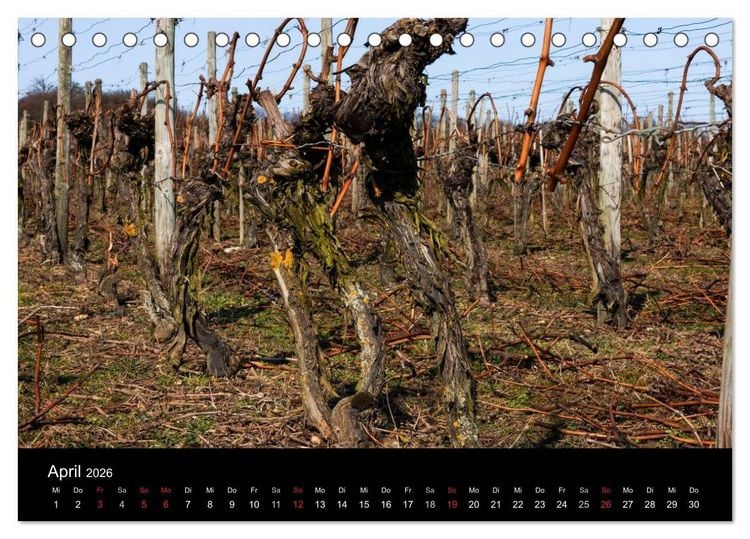 Produktbild: Das Jahr im Weinberg (Tischkalender 2026 DIN A5 quer), CALVENDO Monatskalender