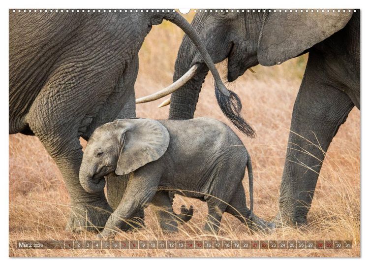 Produktbild: Safari in Tansania (Wandkalender 2026 DIN A2 quer), CALVENDO Monatskalender