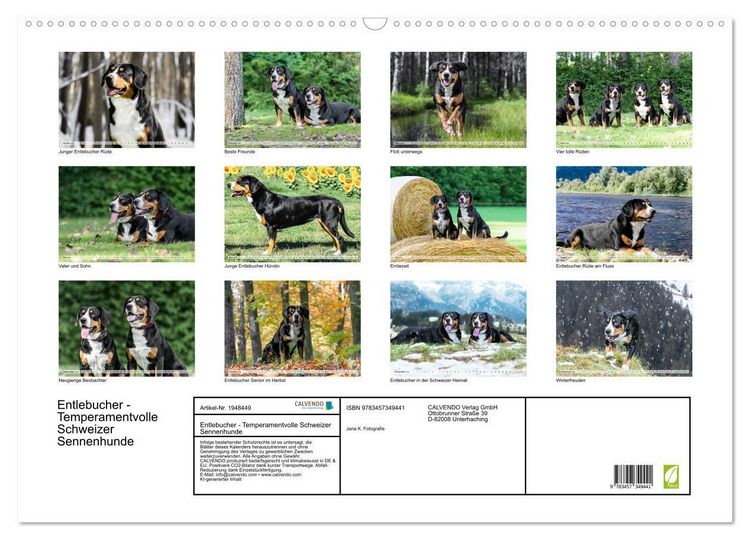 Produktbild: Entlebucher - Temperamentvolle Schweizer Sennenhunde (Wandkalender 2026 DIN A2 quer), CALVENDO Monatskalender