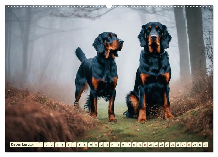 Produktbild: Gordon Setter - elegant powerhouse (High Quality Premium Wall Calendar 2026 DIN A2 landscape),CALVENDO 12 Month Wall Calendar