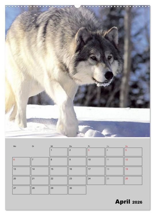 Produktbild: Wolf-Gesichter (Wandkalender 2026 DIN A2 hoch), CALVENDO Monatskalender