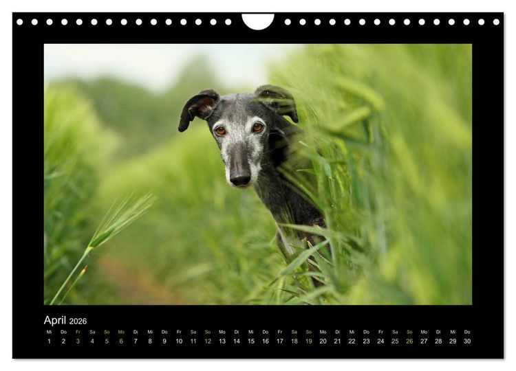 Produktbild: Windhund bunt (Wandkalender 2026 DIN A4 quer), CALVENDO Monatskalender