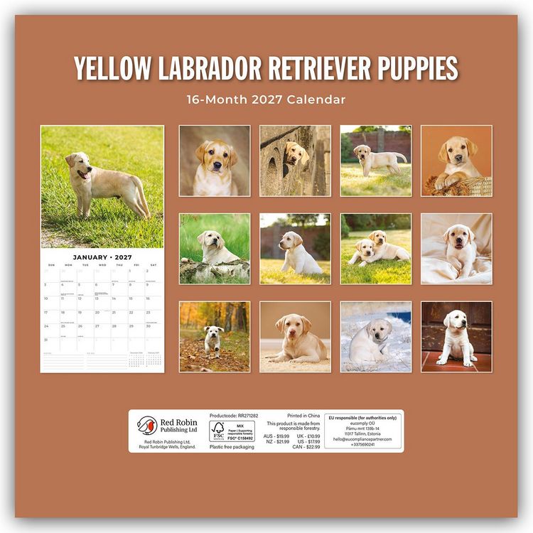 Produktbild: Yellow Labrador Retriever Puppies &ndash; Gelbe Labrador Retriever Welpen 2027 &ndash; 16-Monatskalender